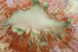 Pastel Colored, Arizona Petrified Wood Round - Agate Core #89336-1